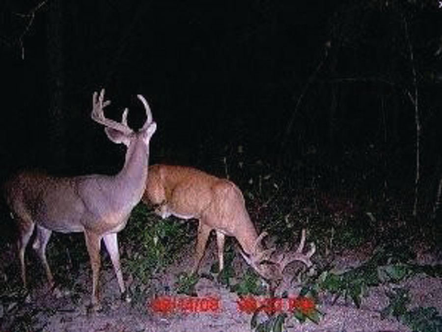 1974 Acres in 23 Tracts Located in Christian, Hopkins & Edmonson County, Kentucky